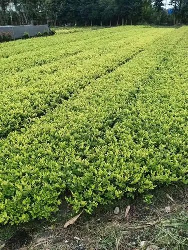 mile米乐m6官网：不求人健身器网球拍